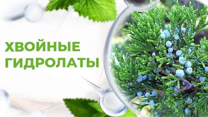 Хвойные гидролаты