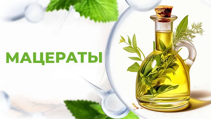 Мацераты
