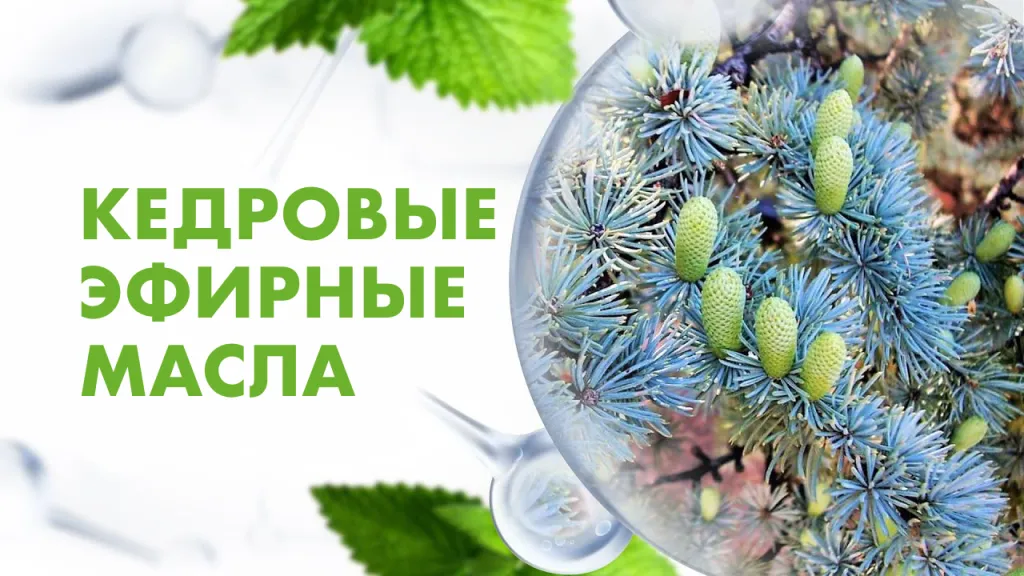 кедровые эфирные масла.png
