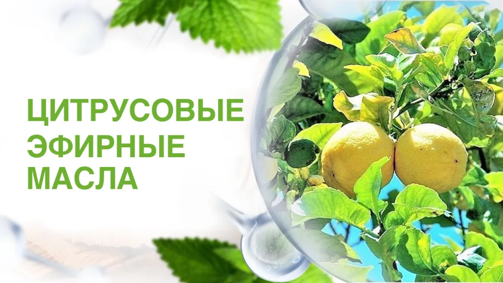 цитрусовые эфирные масла.png
