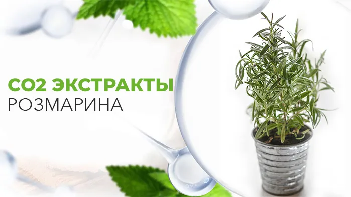 СО2 Экстракт розмарина.jpg