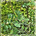 Амирис (сандал западно-индийский) эфирное масло 5мл