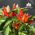 Душистый перец - водорастворимый докритический СО2 экстракт (микроэмульсия) 20мл