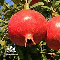 Гранат - жирорастворимый докритический СО2 экстракт 10мл