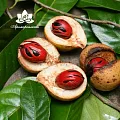 Мускатный орех - водорастворимый докритический СО2 экстракт (микроэмульсия) 20мл