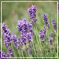 Лаванда высокогорная эфирное масло 10мл Лаванда высокогорная эфирное масло 10мл
