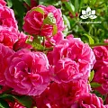 Роза дамасская - жирорастворимый докритический СО2 экстракт 5мл