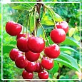 Вишневых косточек растительное масло рафинированное 50мл