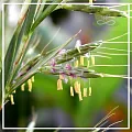 Пальмароза эфирное масло 10мл Пальмароза эфирное масло 10мл