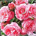 Роза эфирное масло 5г