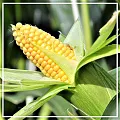 Зародышей кукурузы растительное масло 50мл