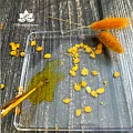 Зародышей пшеницы растительное масло нерафинированное 100мл