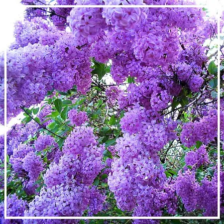 FLEUR DE LILAS 5мл FLEUR DE LILAS 5мл