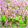 Майоран эфирное масло 5мл
