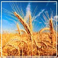 Зародышей пшеницы масло холодного прессования нерафинированное 100мл
