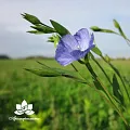 Лён - водорастворимый докритический СО2 экстракт (микроэмульсия) 20мл Лён - водорастворимый докритический СО2 экстракт (микроэмульсия) 20мл