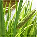 Аир эфирное масло 5мл Аир эфирное масло 5мл