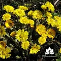 Мать-и-мачеха - водорастворимый докритический СО2 экстракт (микроэмульсия) 20мл Мать-и-мачеха - водорастворимый докритический СО2 экстракт (микроэмульсия) 20мл