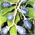 Элеми эфирное масло 5мл Элеми эфирное масло 5мл