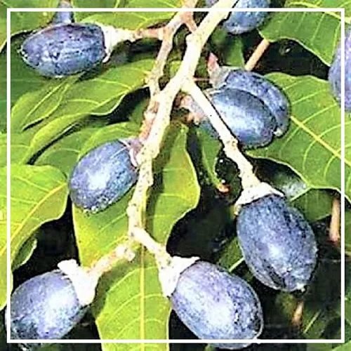 Элеми эфирное масло 5мл Элеми эфирное масло 5мл