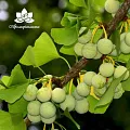 Гинкго билоба - водорастворимый докритический СО2 экстракт (микроэмульсия) 20мл