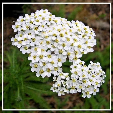 Тысячелистник эфирное масло 1мл Тысячелистник эфирное масло 1мл
