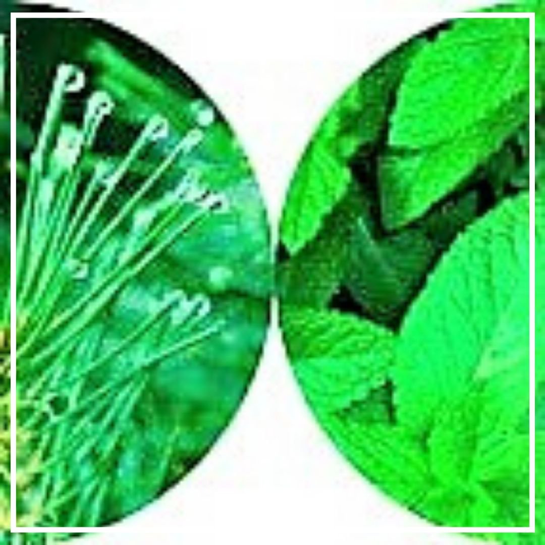 Пинен Бета 5мл