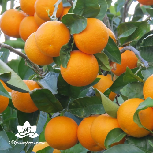 Апельсин - водорастворимый докритический СО2 экстракт (микроэмульсия) 20мл