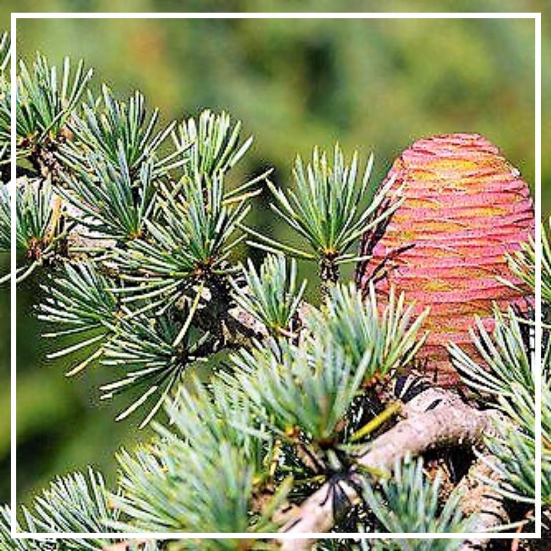 Кедр марокканский эфирное масло 10мл