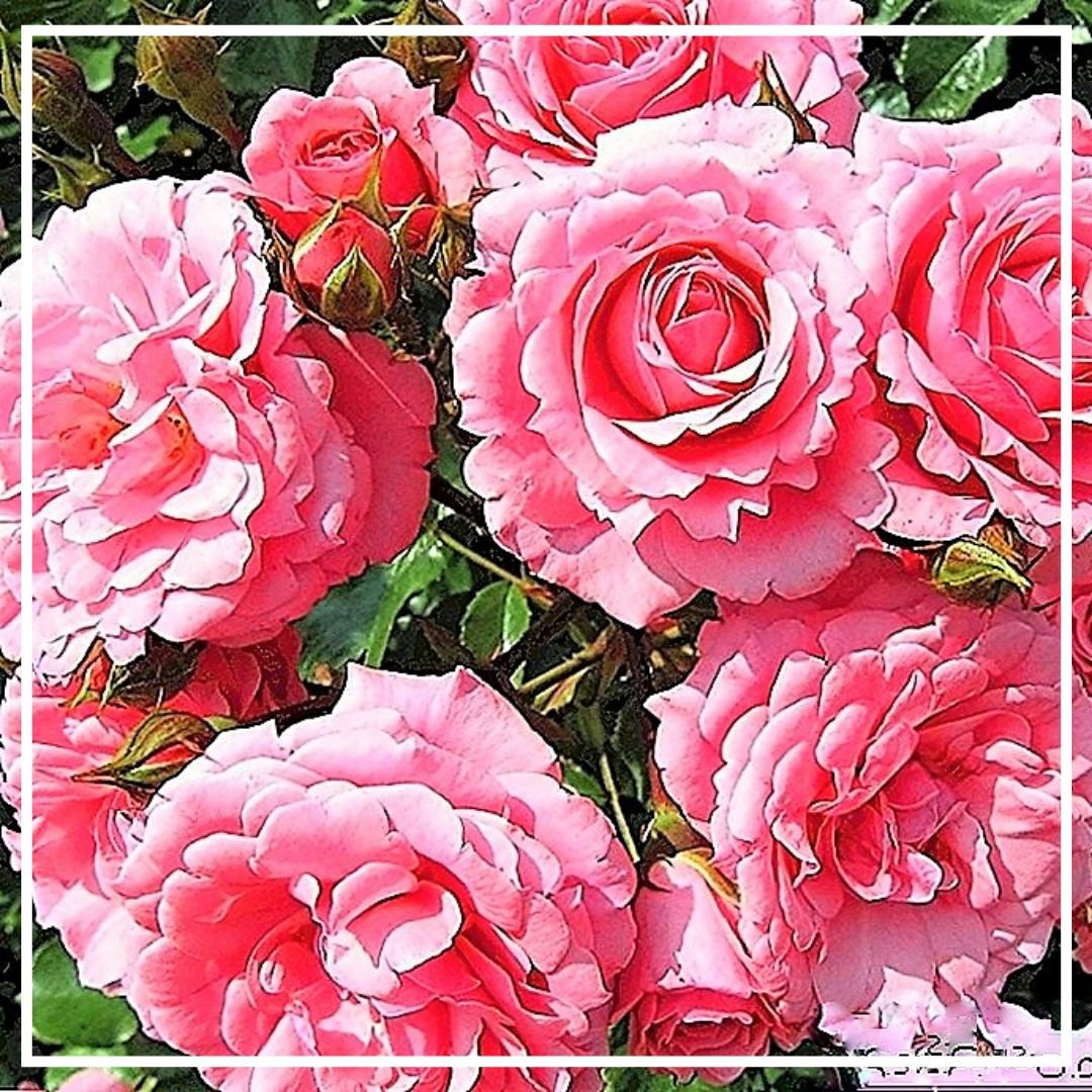 Роза эфирное масло 1г Роза эфирное масло 1г