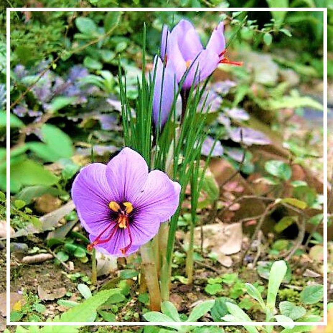 Шафранал 1мл Шафранал 1мл