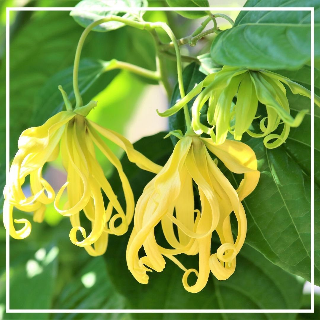 Иланг-иланг Complete эфирное масло 50мл