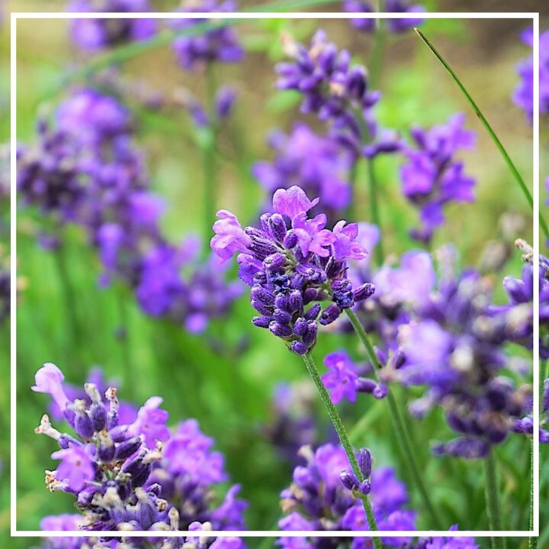 Лавандин Сумиан эфирное масло 10мл