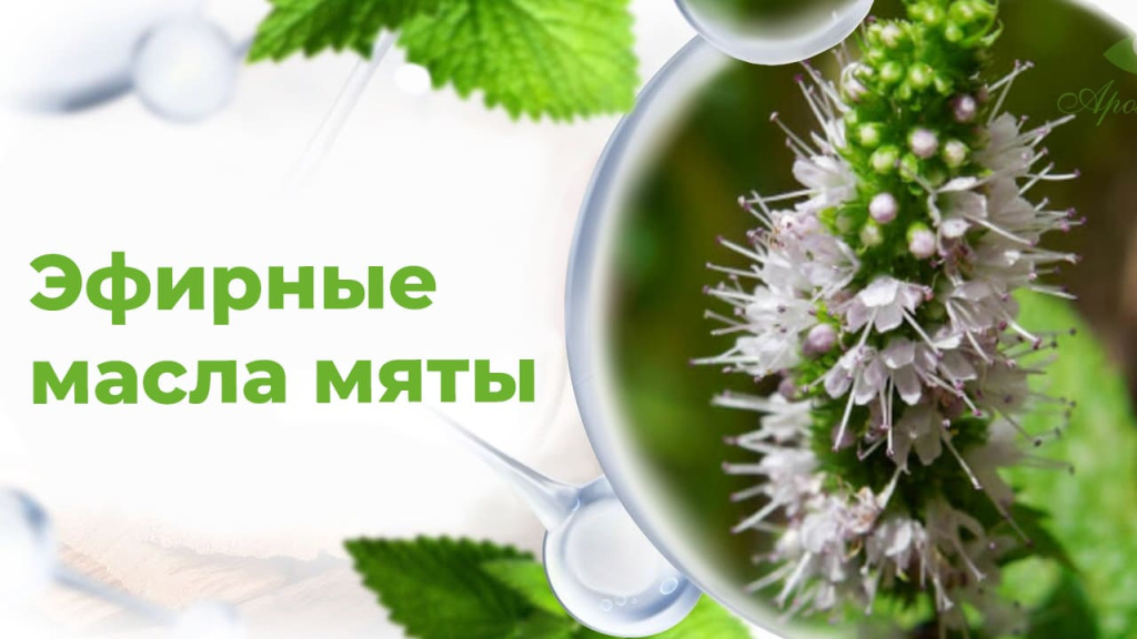 Набор эфирных масел мяты, эвкалипта, лаванды и чайного дерева в коричневых стеклянных флаконах