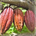 Какао растительное масло нерафинированное 50г