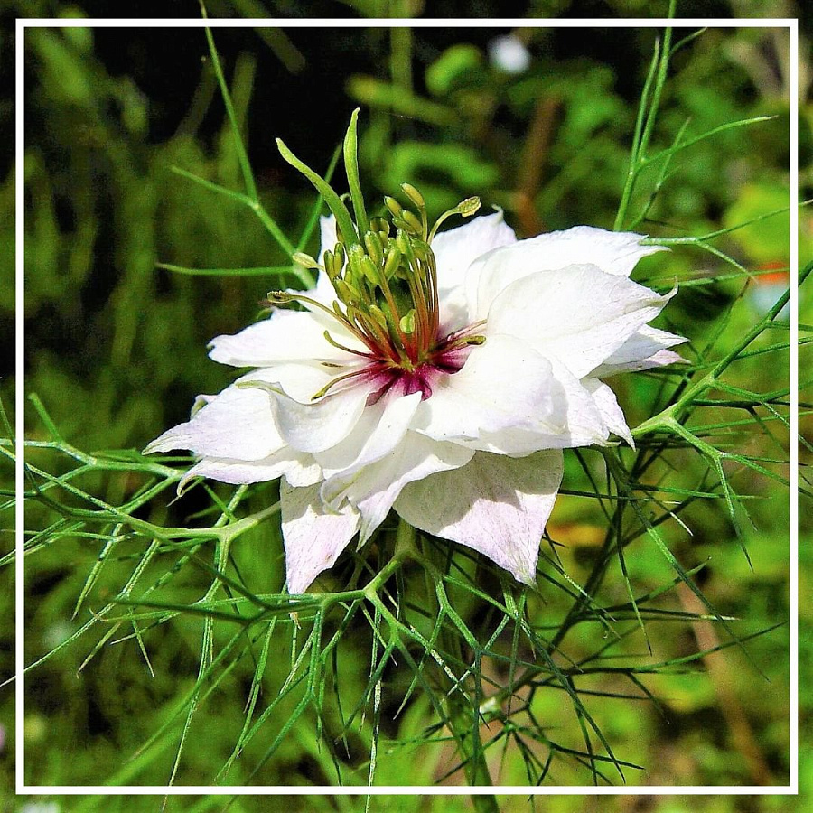 Вопросы и ответы о Черного тмина растительное масло 100мл