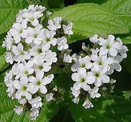 Верартовый альдегид 5г Верартовый альдегид 5г