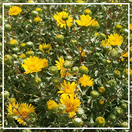 Гринделия эфирное масло 5 мл Гринделия эфирное масло 5 мл