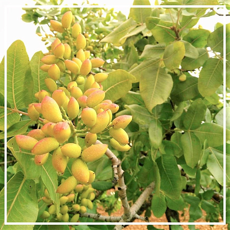 Фисташка абсолют 1мл Фисташка абсолют 1мл