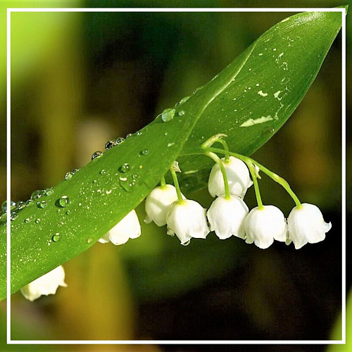 MUGUET DE MAIRDT 5мл