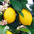 Лимон - водорастворимый докритический СО2 экстракт (микроэмульсия) 20мл