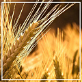 Протеины пшеницы гидролизованные 30мл