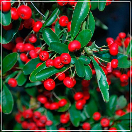 Мастиковое дерево (фисташка) эфирное масло 1мл Мастиковое дерево (фисташка) эфирное масло 1мл