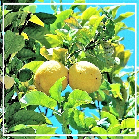 Лимон испанский эфирное масло 10мл Лимон испанский эфирное масло 10мл