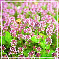 Майоран эфирное масло 5мл