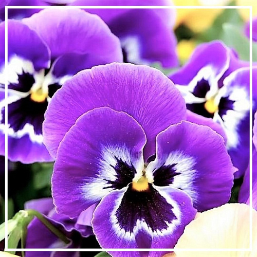 Фиалка абсолют 2мл