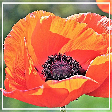 Мака семян растительное масло рафинированное 50мл Мака семян растительное масло рафинированное 50мл