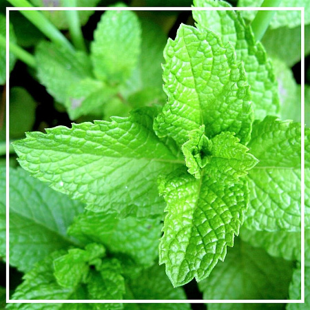 Мята перечная эфирное масло 10мл Мята перечная эфирное масло 10мл