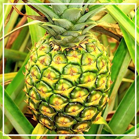 Аллил Амил Гликолят 5мл Аллил Амил Гликолят 5мл