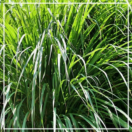 Цитронелла эфирное масло 10мл Цитронелла эфирное масло 10мл